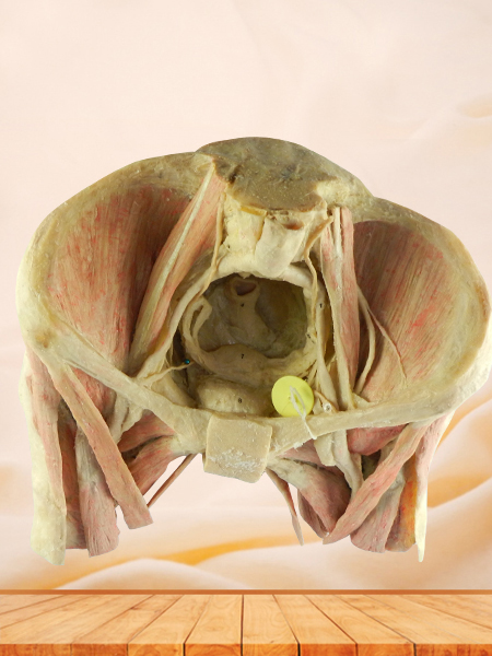 femal pelvic viscera specimen