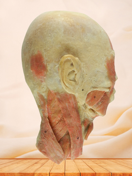 head and neck sagittal section specimen for sale