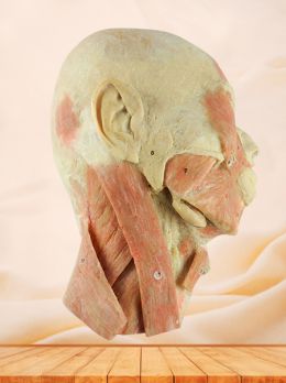 Head and neck sagittal section plastination specimen