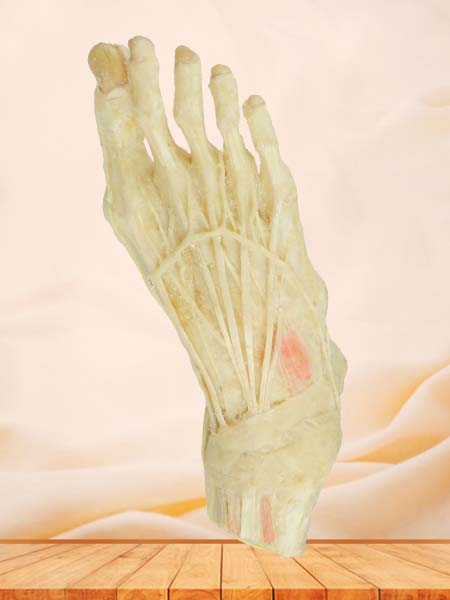 middle muscle of foot specimen