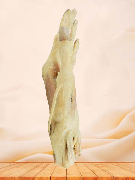 middle muscle of human hand plastinated specimen