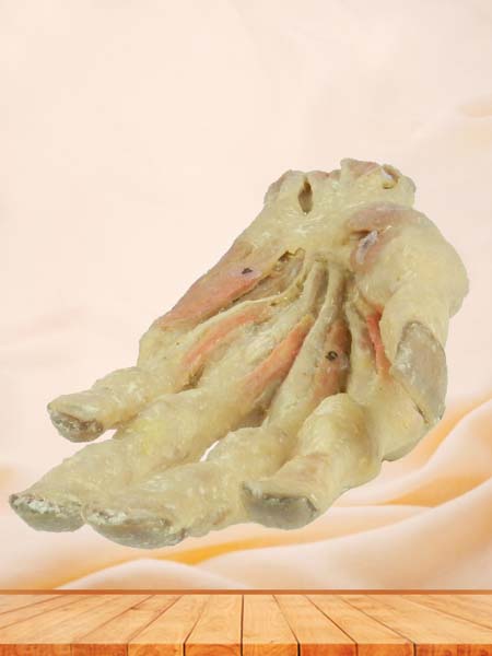 middle muscle of human hand specimen for sale
