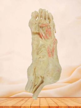 Deep muscle of foot plastinated specimen