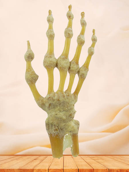 human hand joint