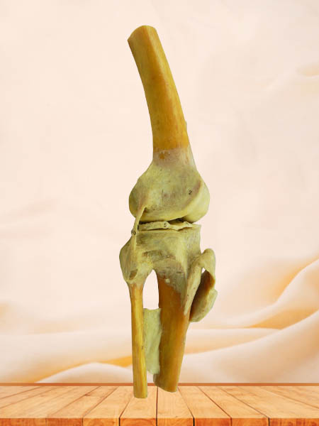knee joint anatomy specimen