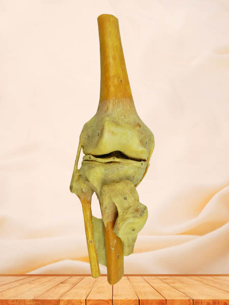 knee joint specimen for sale
