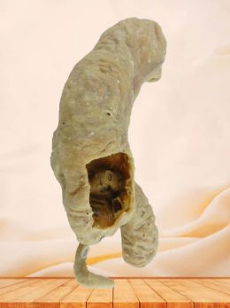 Cecum ileum and appendix plastinated specimen