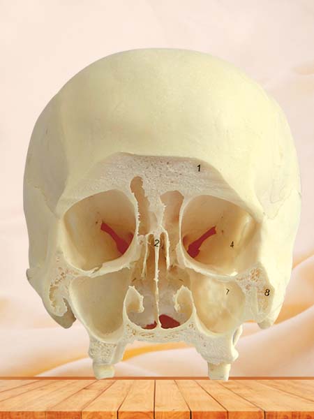 coronal section of skull through third molar