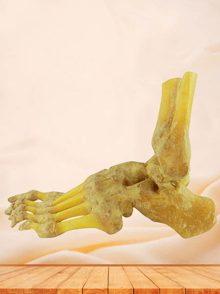 foot joint plastinated specimen