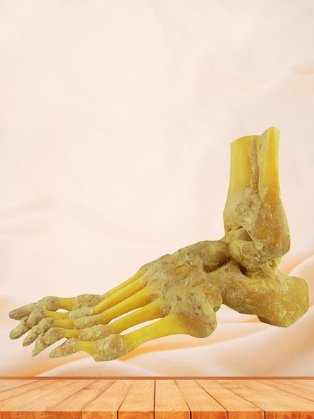 foot joint specimen