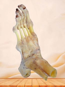 Human ankle joint and ligaments specimen