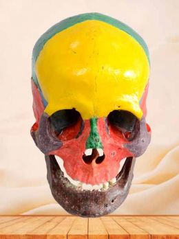 Colored human skull specimen