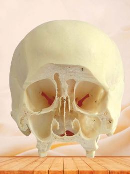 Coronal section of skull specimen through third molar