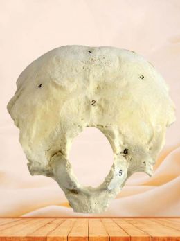 Human occipital bone specimen