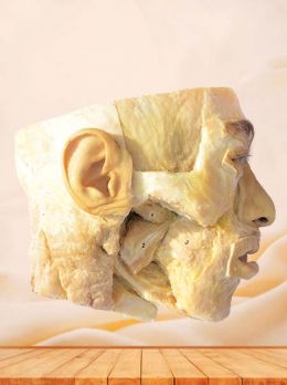 Human pterygoid and lateral pterygoid plastinated specimen