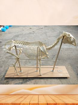 Horse Animal Skeleton For Sale