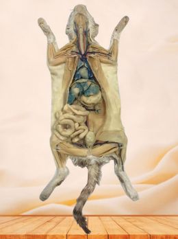 Combined Dissection of Cat Plastinated Specimen