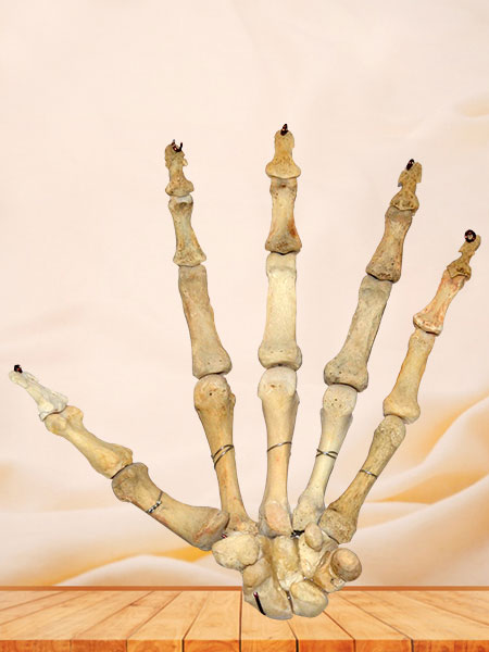 Hand bones for medical education