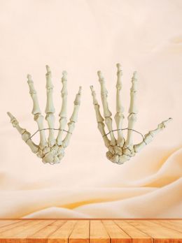 Human Hand Bones For Medical Education