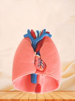 Human Respiratory System Soft Silicone Anatomy Model