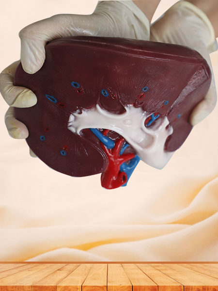 Section of Kidney Silicone Anatomy Model