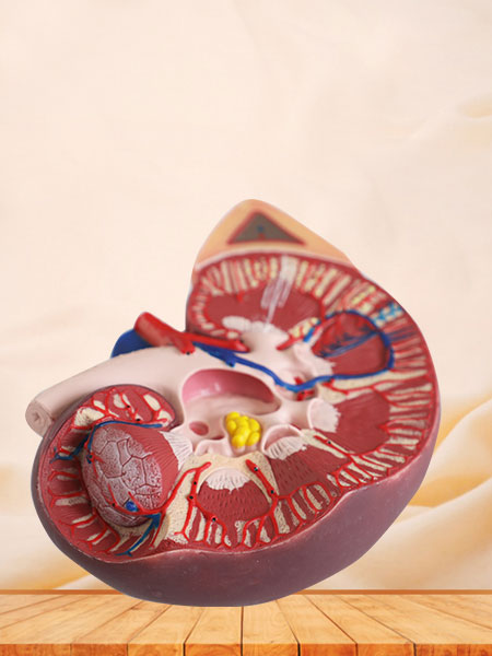 Kidney With Adrenal Gland Silicone Anatomy Model