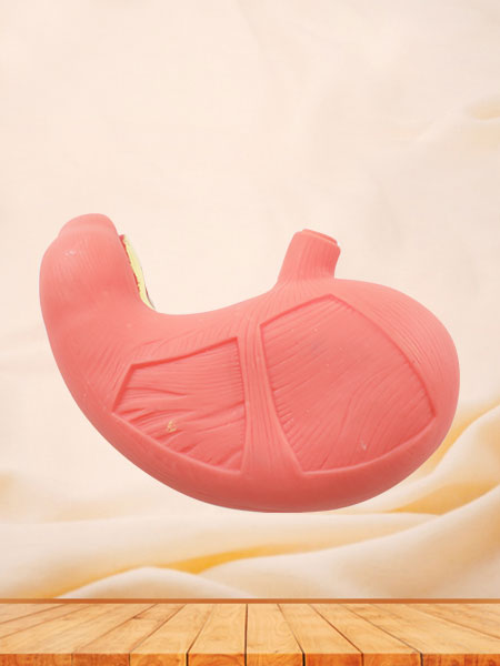 Stomach Muscle Anatomy Model