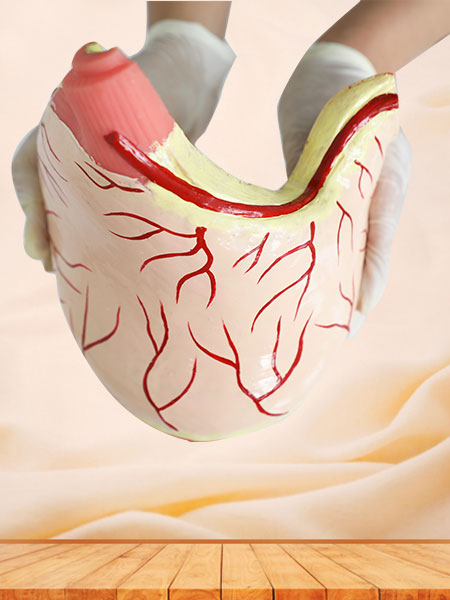 Stomach Muscle Silicone Anatomy Model