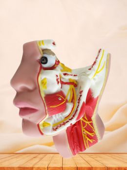 Trigeminal Nerve Soft Silicone Anatomy Model