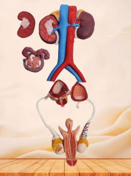 Male Genitourinary System Soft Silicone Anatomy Model