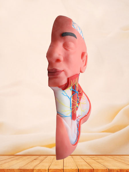 Human Superficial Arteries and Nerves of Head and Neck Soft Silicone Anatomy Model