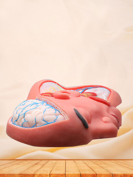 Human Superficial Arteries and Nerves of Head and Neck Silicone Anatomy Model