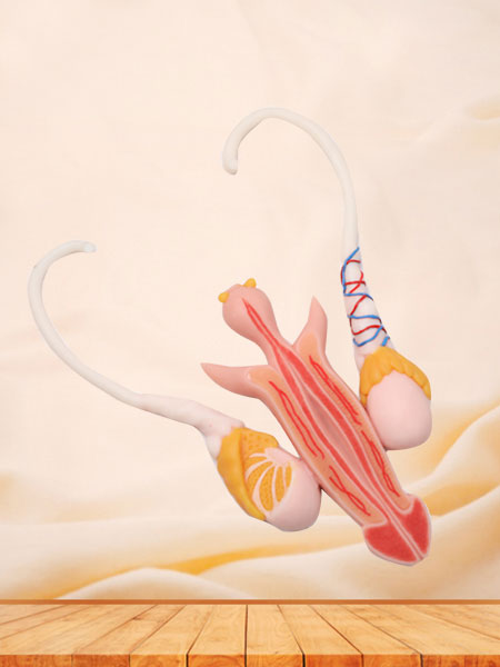 Male Reproductive Organ Silicone Anatomy Model