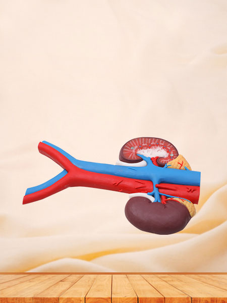 Kidney And Blood Vessels Silicone Anatomy Model