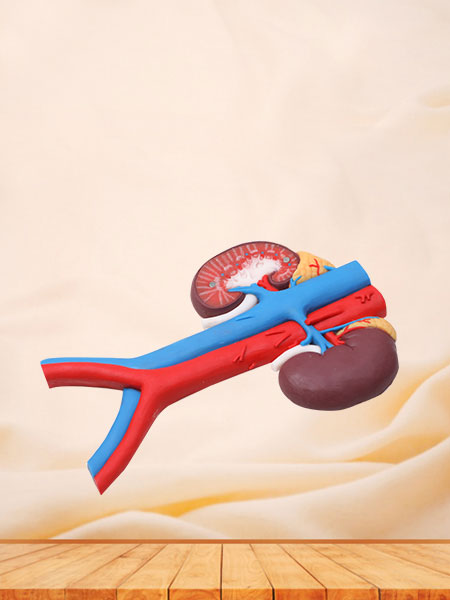 Kidney And Blood Vessels Silicone Anatomy Model