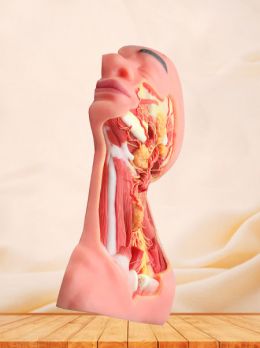 Median Arteries And Nerves Of Head And Neck Soft Silicone Anatomy Model