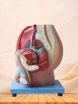 Median Sagittal Section of Male Pelvic Soft Silicone Anatomy Model