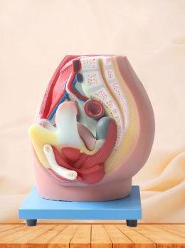 Median Sagittal Section Of Female Pelvic Soft Silicone Anatomy Model