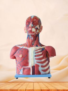 Median Vascular And Nerves Of Head, Neck And Prethoracic Soft Silicone Anatomy Model