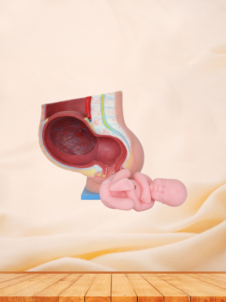 Pelvic With 9 Months Fetus Soft Anatomical Model