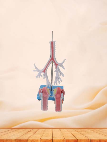 Larynx, Trachea, Bronchi Soft Anatomy Model for Sale
