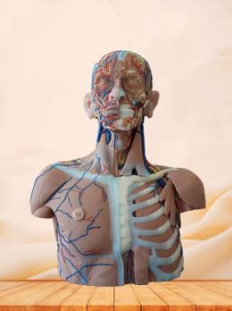 Head, Neck and Chest Anatomy Model