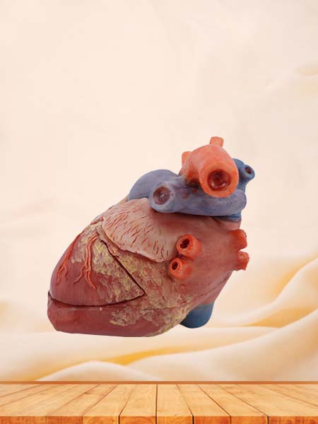 Soft Heart Anatomical Model of Pig