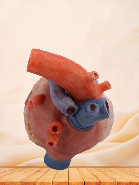 Silicone Heart Anatomical Model of Pig