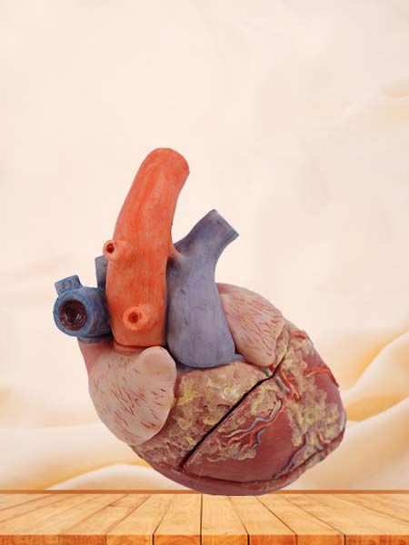 Simulation Heart Anatomical Model of Pig