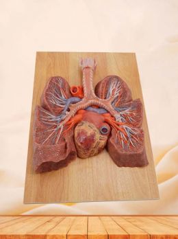Anatomical Lung Model