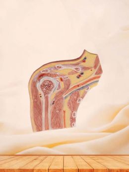 Section of Shoulder Joint Anatomy Model