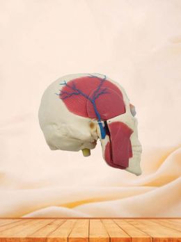 Soft Skull, Brain and Masseter Relationship Anatomy Model