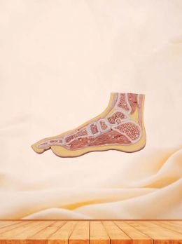 Soft Simulated Section of Foot Joint Anatomy Model