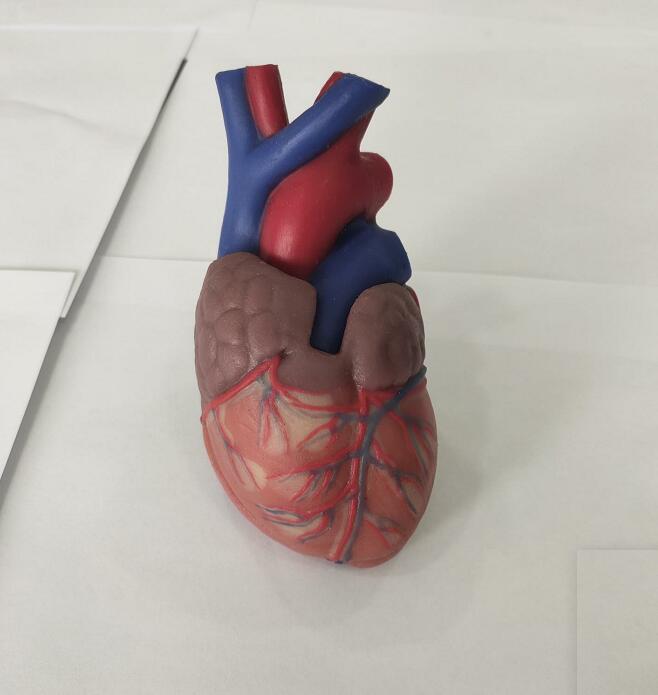 soft heart anatomy model